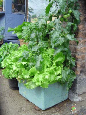 orto-sul_-balcone-pomodori-insalata