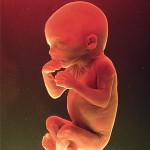 feto-al-quinto-mese