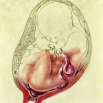 feto-podalico-esercizi-per-girarlo