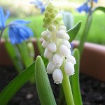 attivita-aperto-bulbi-muscari