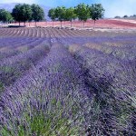 lavanda