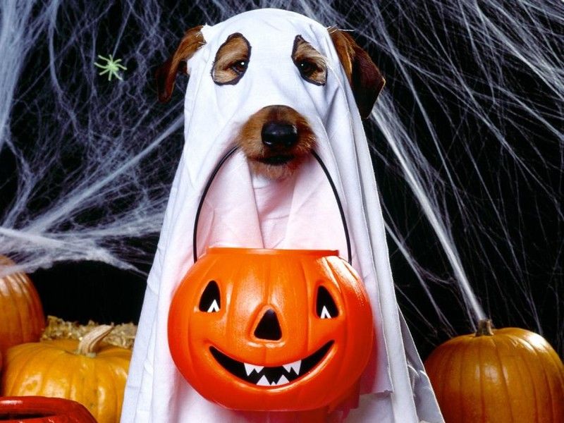 halloween-costumi-cane_