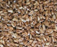 estate-farro-jpg