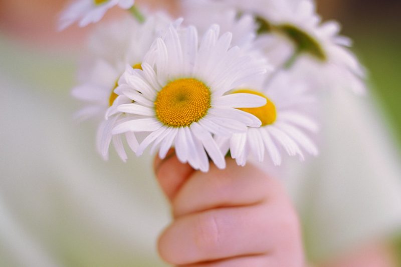 un mazzo di margherite per la mamma