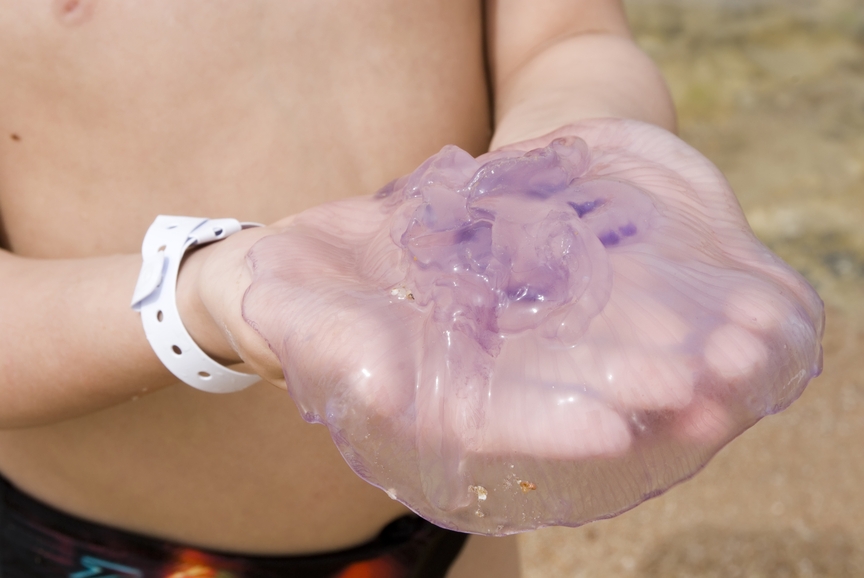 medusa sulle mani di un bambino