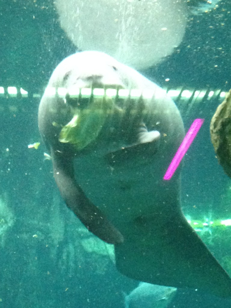 Anteprima italiana del film Barbie La principessa delle perle all