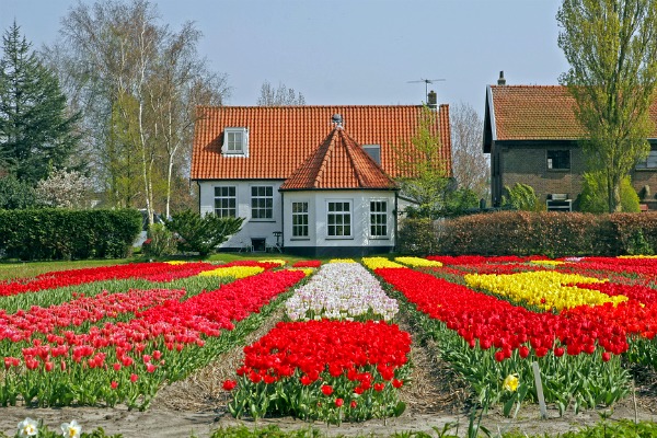 campo di tulipani in Olanda