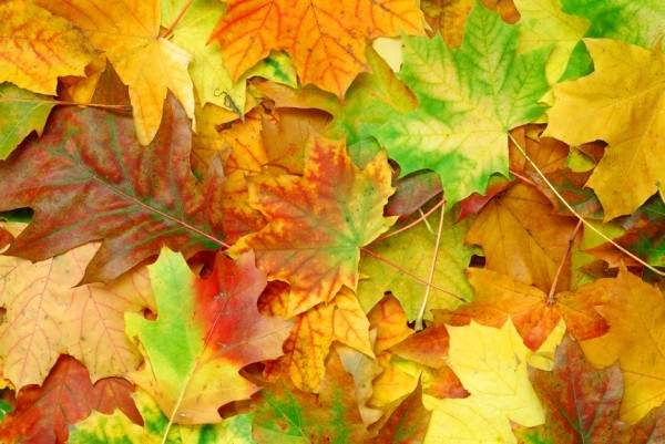lavoretti con le foglie d'autunno