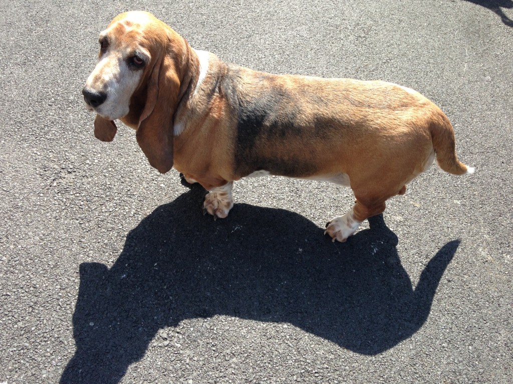 A scuola di Petcare Purina