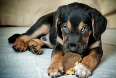 come gestire un cucciolo quando si va al lavoro