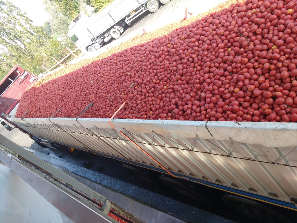 ortolina_120 anni di storia tra tradizione e innovazione _produzione