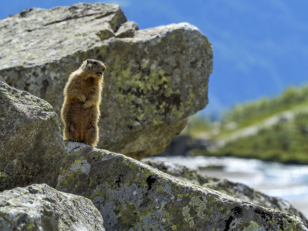 Vacanze in Trentino con la famiglia_ Val Rendena - Val Nambrone - Pian d'Amola - Fototeca Trentino Sviluppo S.p.A. - FOTO DI Marco Simonini