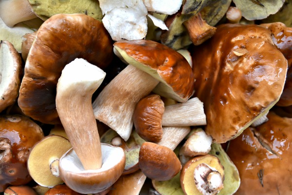 Funghi in gravidanza