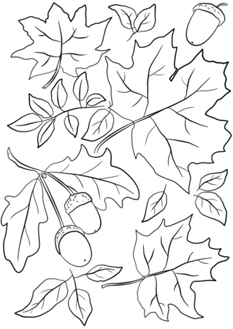 Disegni dell'autunno da colorare e stampare gratis _ foglie e ghiande