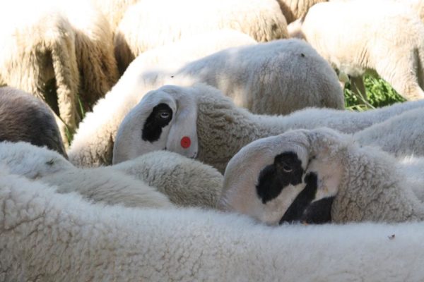 terme di comano filiera lana