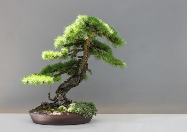 regali padrino madrina battesimo bonsai