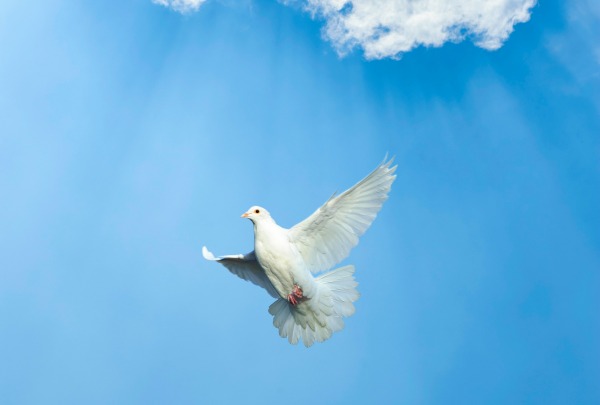 frasi cresima colomba