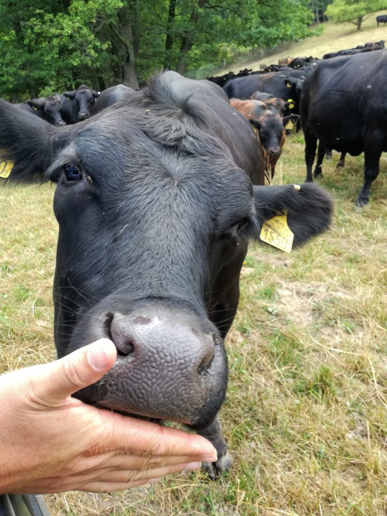 hipp biofattoria black angus