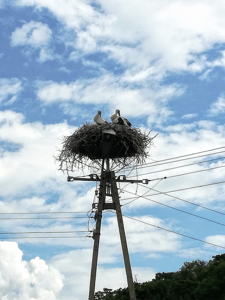 hipp biofattoria colombe