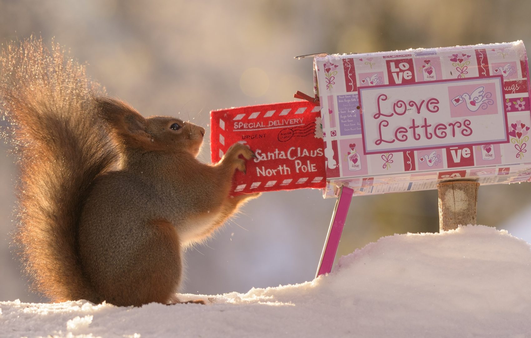 Cassetta postale di Babbo Natale e scoiattolo