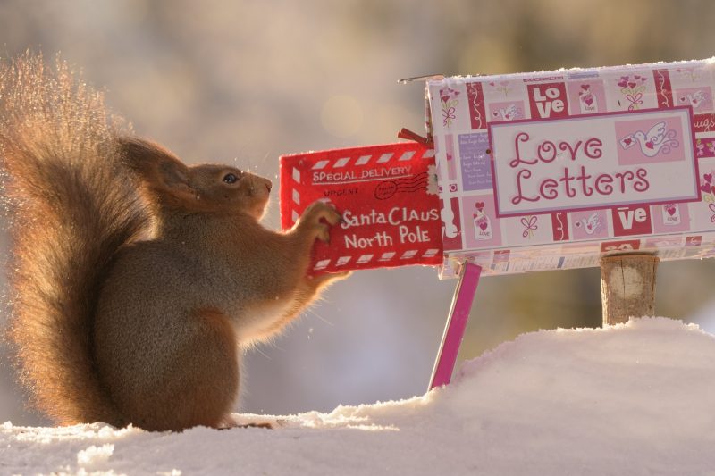 Cassetta postale di Babbo Natale e scoiattolo