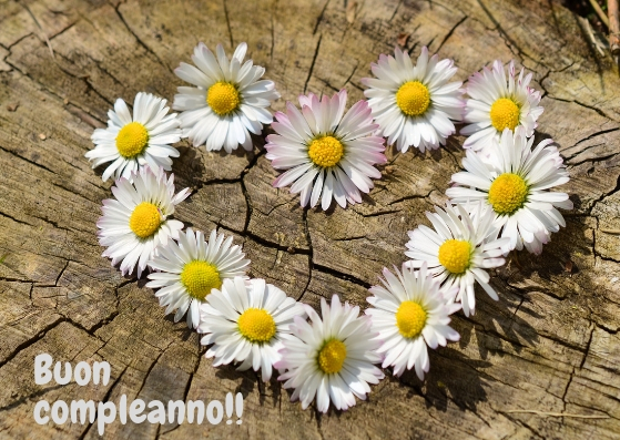 Auguri Di Buon Compleanno Whatsapp Margherite Jpg Blogmamma It