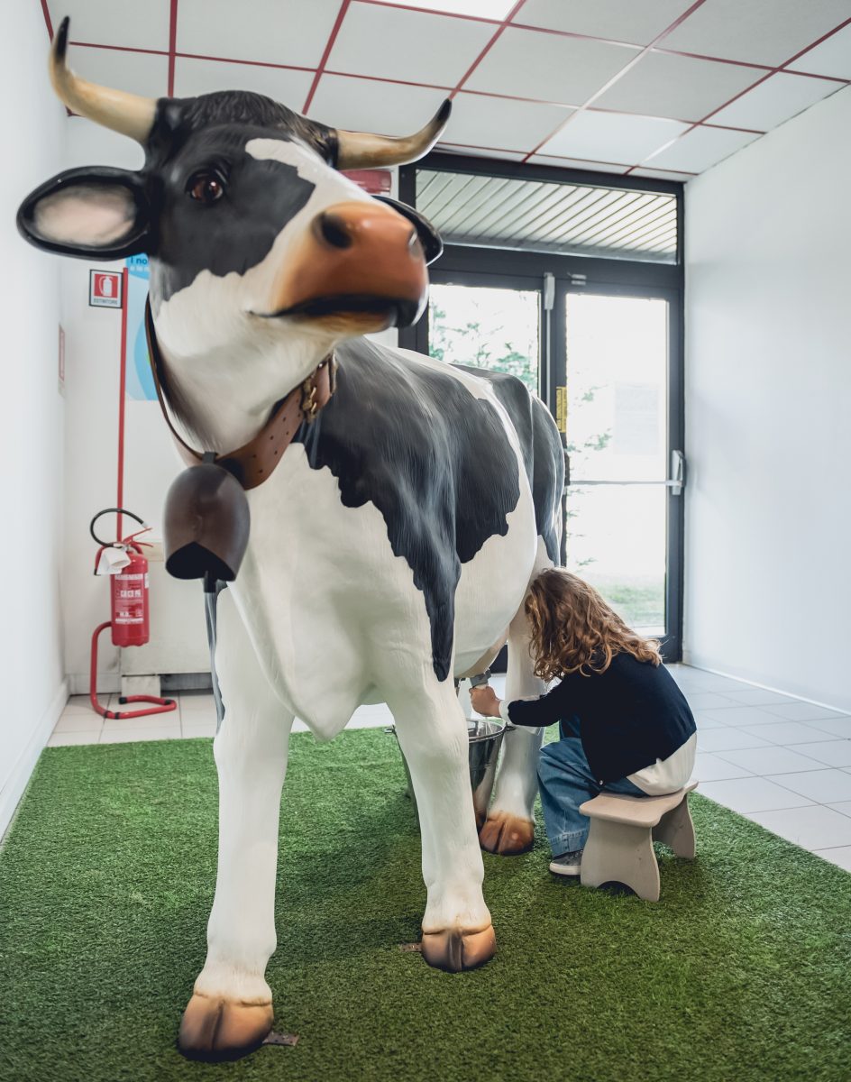 come nasce la certosa galbani _ bambina che munge una mucca _mod