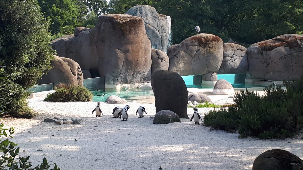 polaretti pinguini bambini