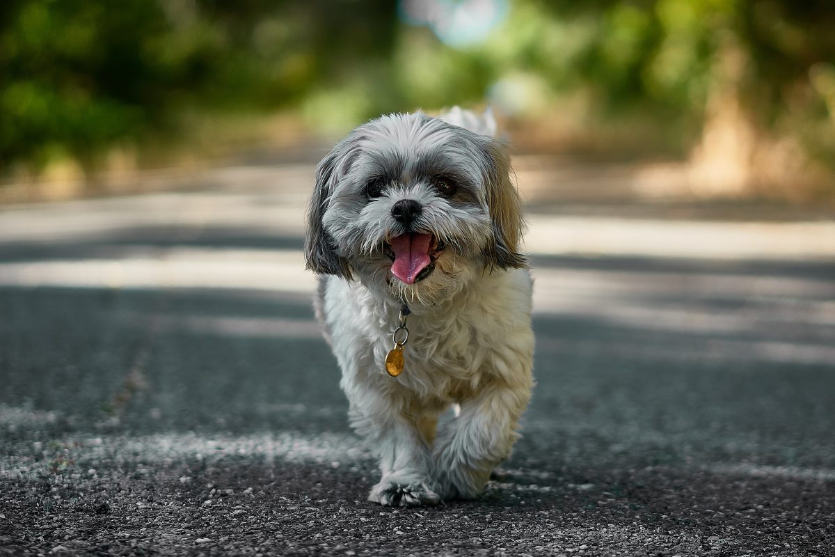 Zampe del cane