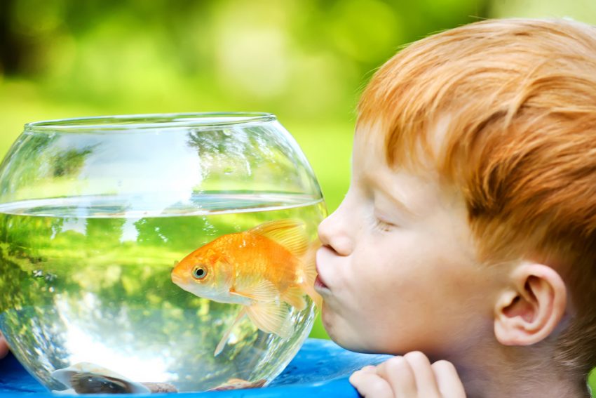 Perchè Si Dice Sano Come Un Pesce