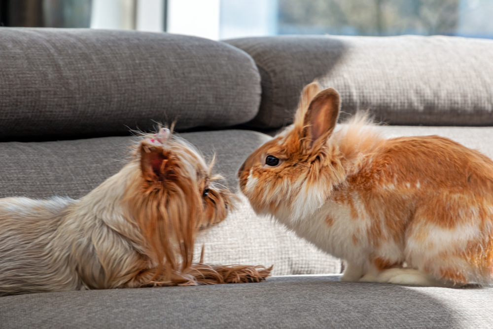 allergia animali domestici