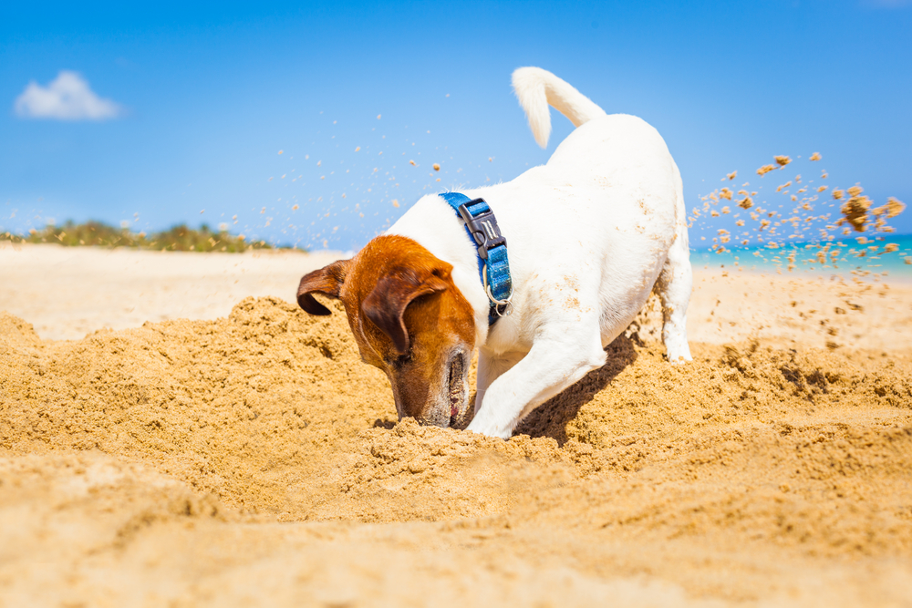 vacanze con il cane